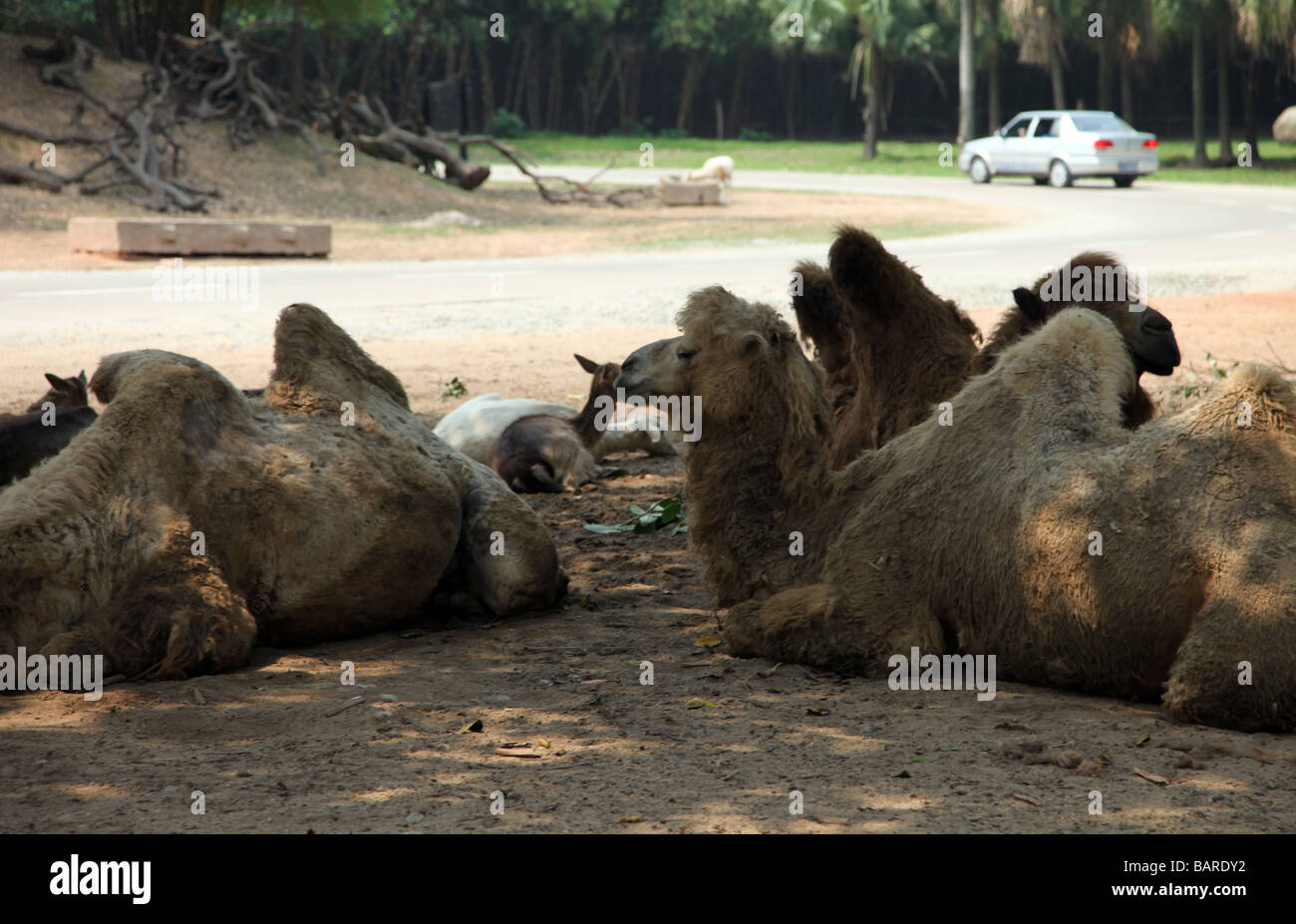 it's a group of animals that is sitting under the shadow in a safari park. there are deers, camels, dromedaries, dromedary. Car Stock Photo