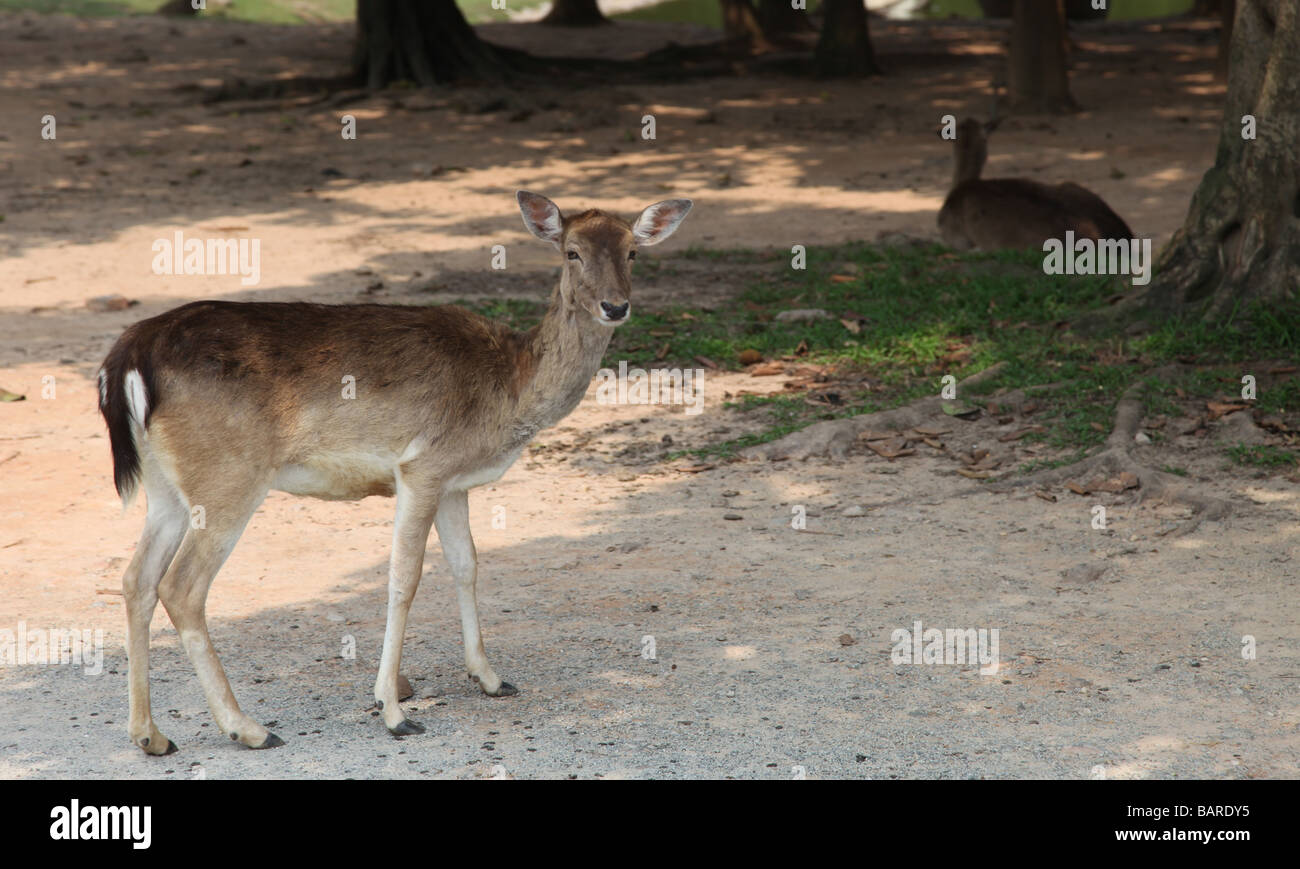 It's a deer which stands along the road. The hind is not scared and looks at us. It's an animal with fur. It's a female. Stock Photo