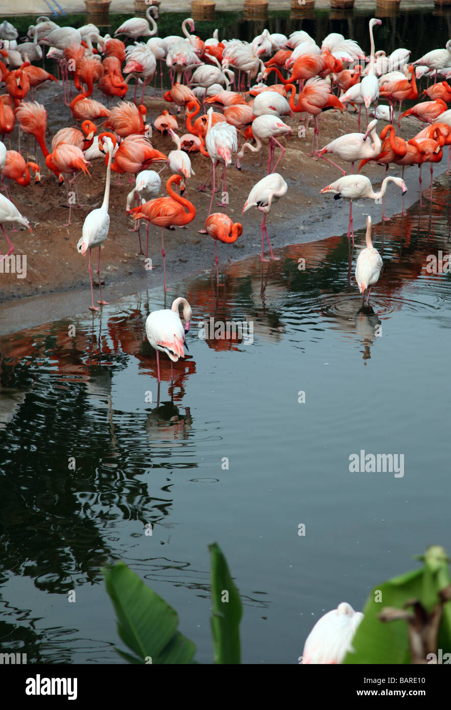 pink flamingo near the river having rest in a zoo. there is white flamingo too. Some are in the water, others on the bank Stock Photo