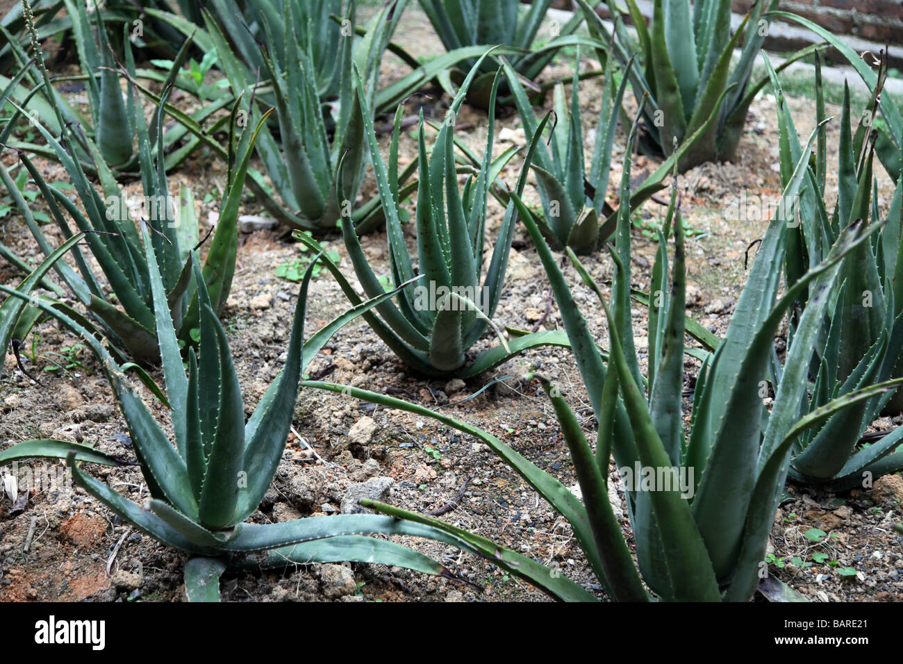 Aloe Vera Plant In A Field Ready To Be Picked Up Green Aloes