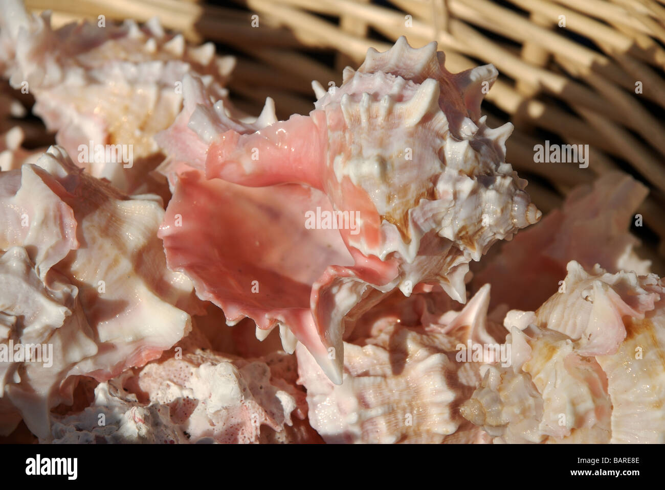 Conch shells for sale, Barbican, Plymouth, Devon, UK Stock Photo Alamy