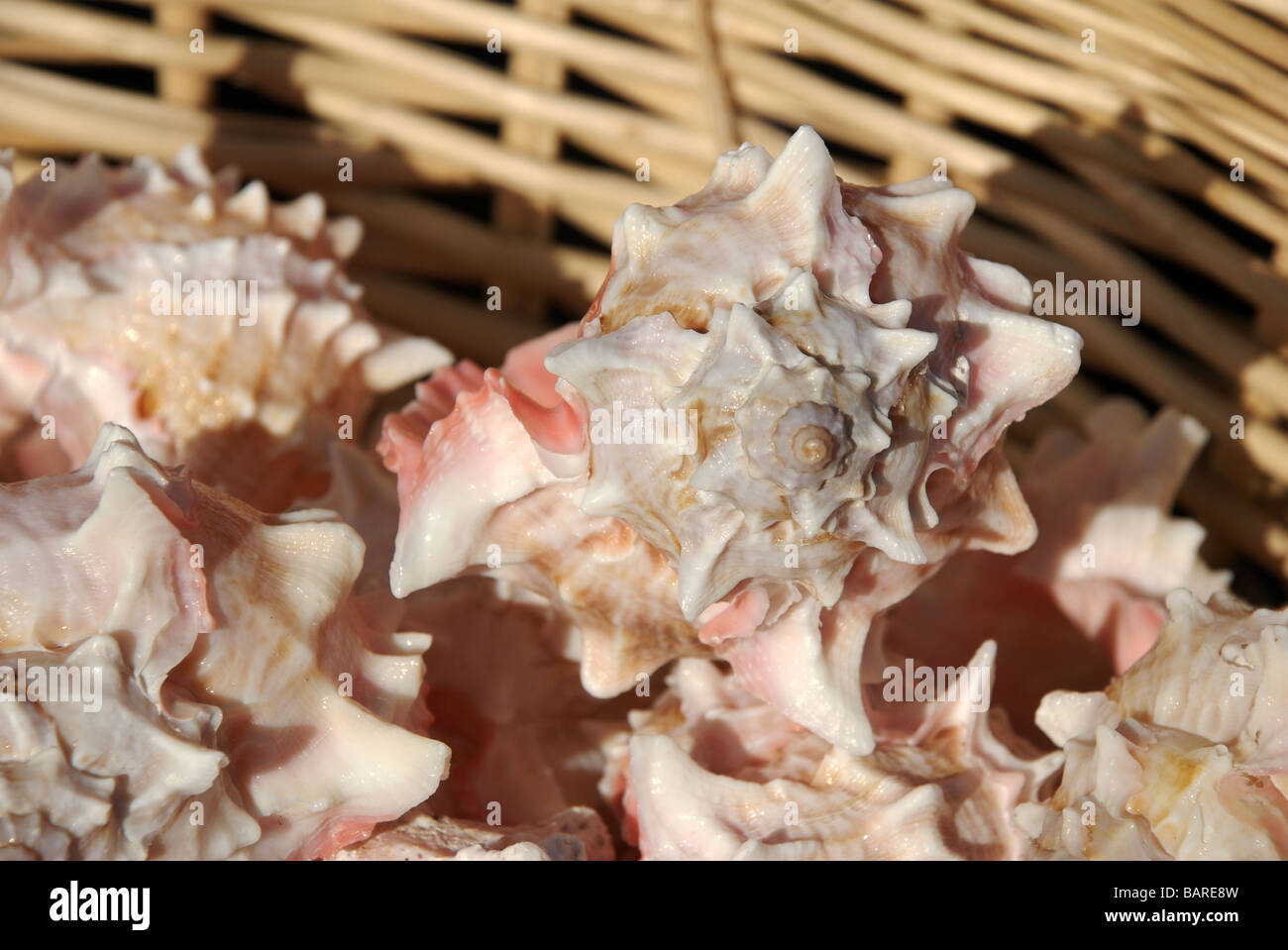 Conch shells for sale, Barbican, Plymouth, Devon, UK Stock Photo Alamy