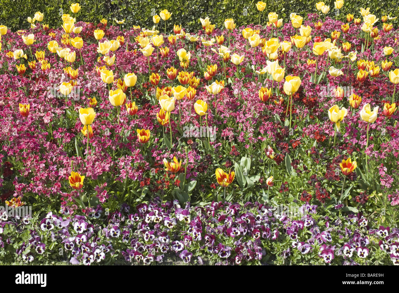A flower bed in spring with yellow tulips Stock Photo - Alamy