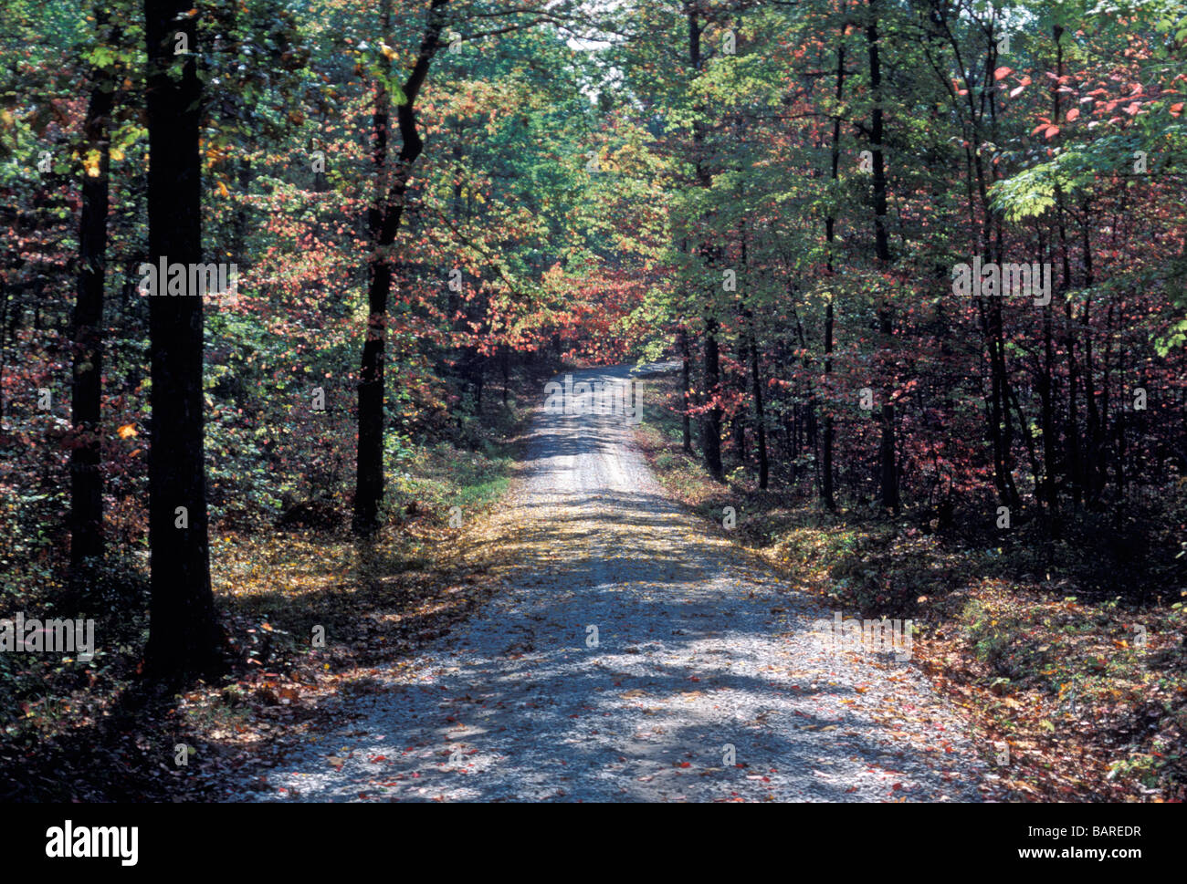 Daniel Boone National Forest in Powell County, Kentucky Stock Photo Alamy