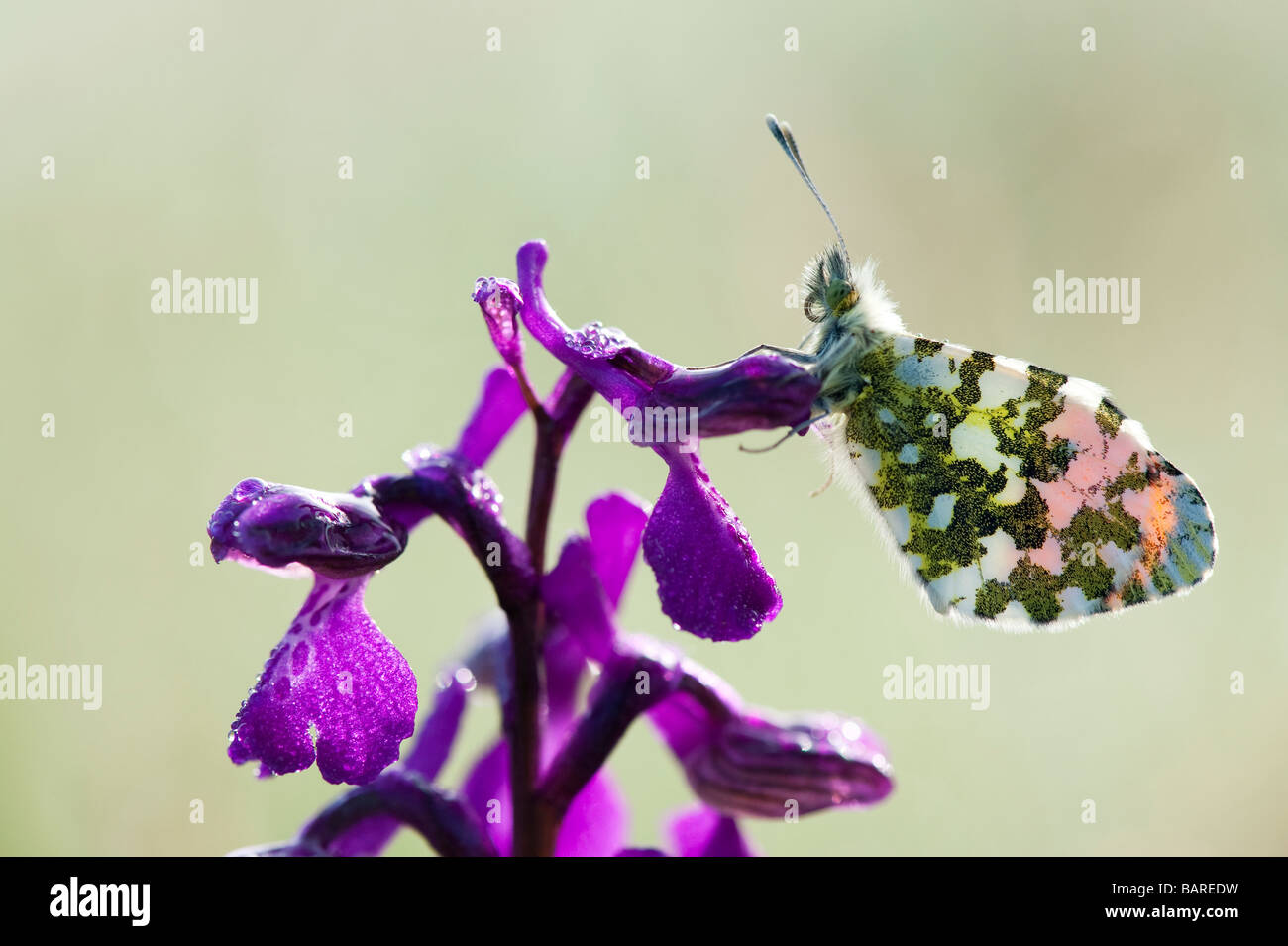 Anthocharis cardamines. Orange tip butterfly on a green winged orchid in the english countryside. UK Stock Photo