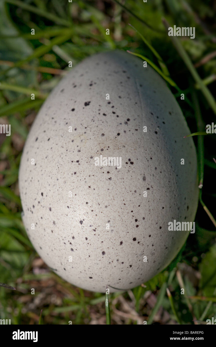 Canada Goose Egg Stock Photo - Alamy
