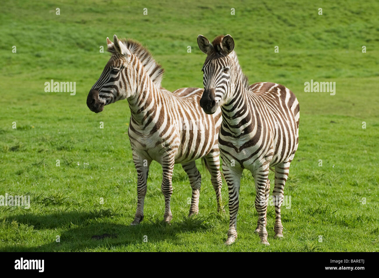 Equus quagga boehmi hi-res stock photography and images - Alamy