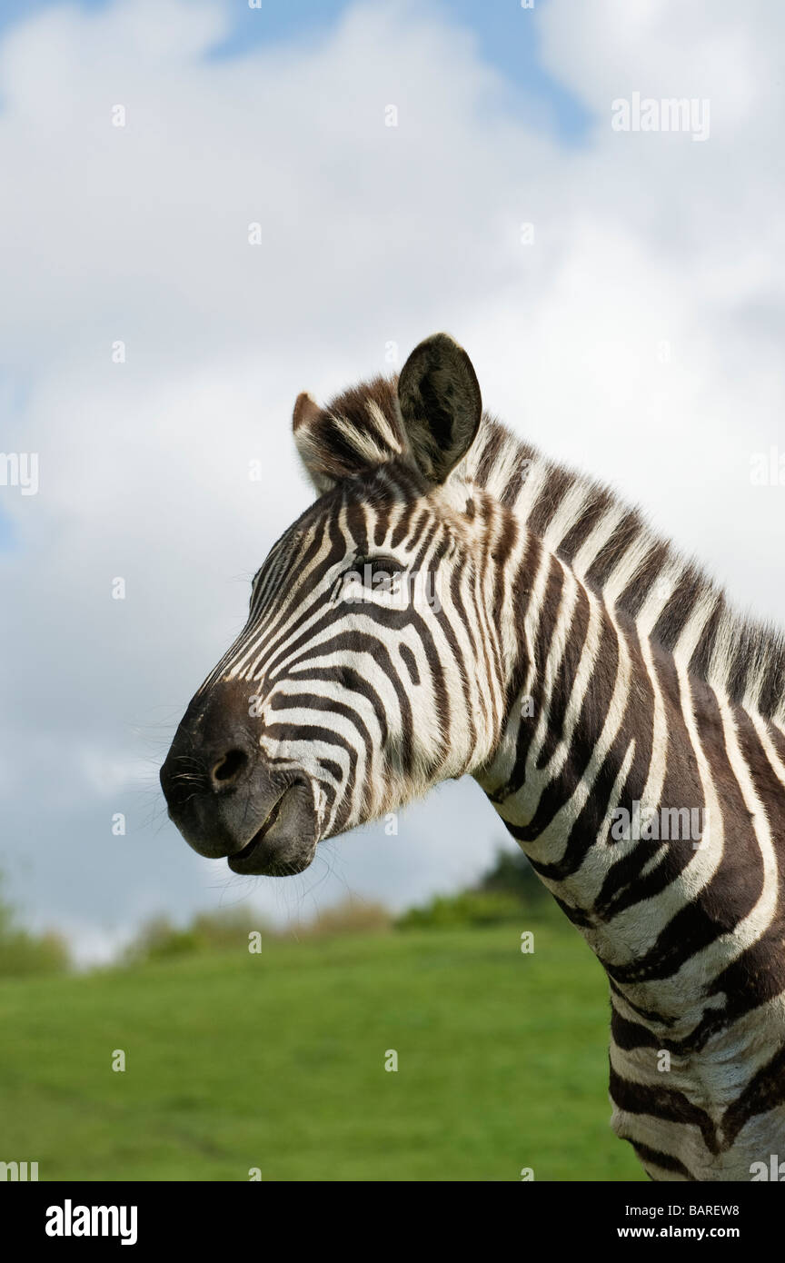 Grant's Zebra (Equus quagga boehmi) Captive, UK Stock Photo