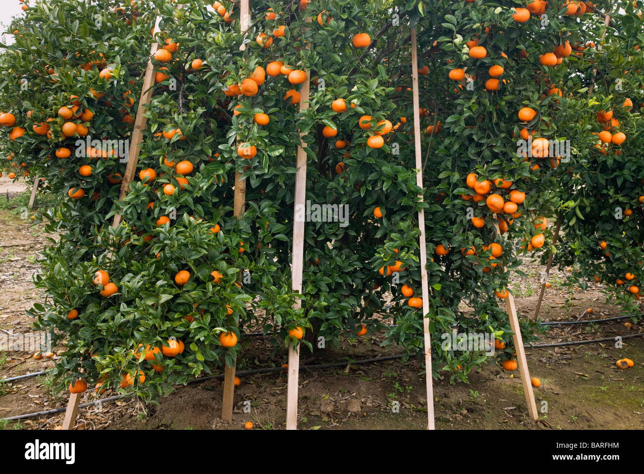 Ripe Mandarins on tree, stakes supporting branches. Stock Photo