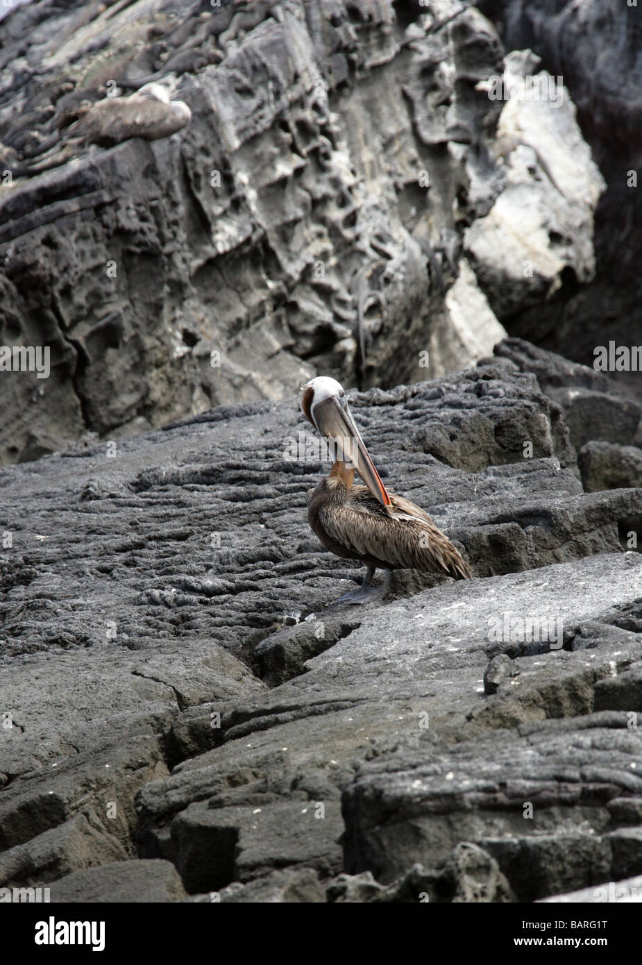Brown Pelican, Pelecanus occidentalis, Pelecanidae, Punta Espinoza, Fernandina (Narborough) Island, Galapagos Islands, Ecuador Stock Photo