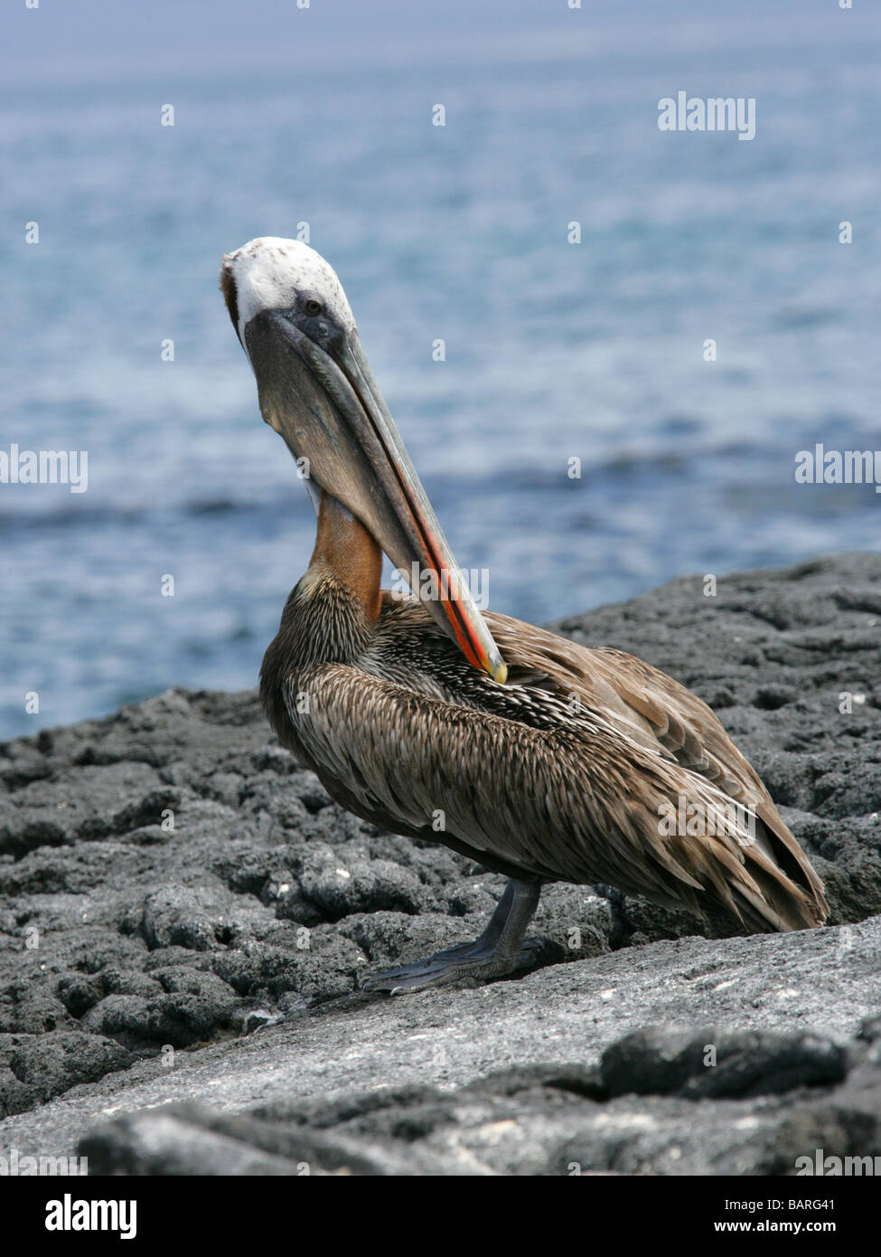 Brown Pelican, Pelecanus occidentalis, Pelecanidae, Punta Espinoza, Fernandina (Narborough) Island, Galapagos Islands, Ecuador Stock Photo