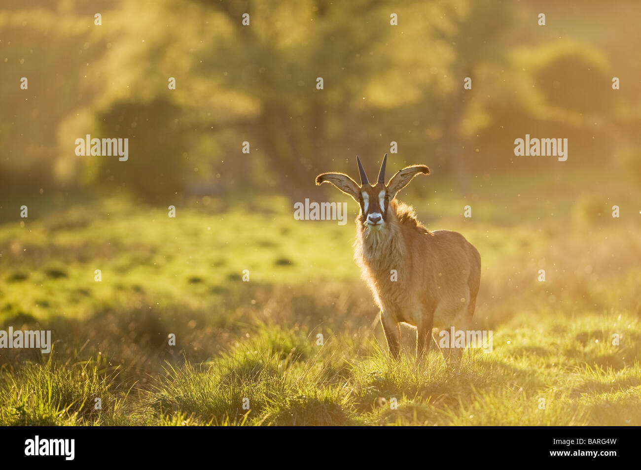 Roan antelope (Hippotragus equinus) captive, Port Lympne Wild Animal