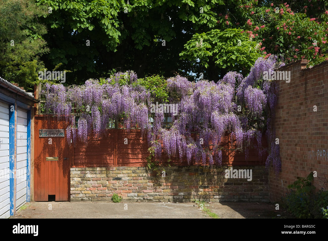 Wisteria blooms cover garden wall Stock Photo