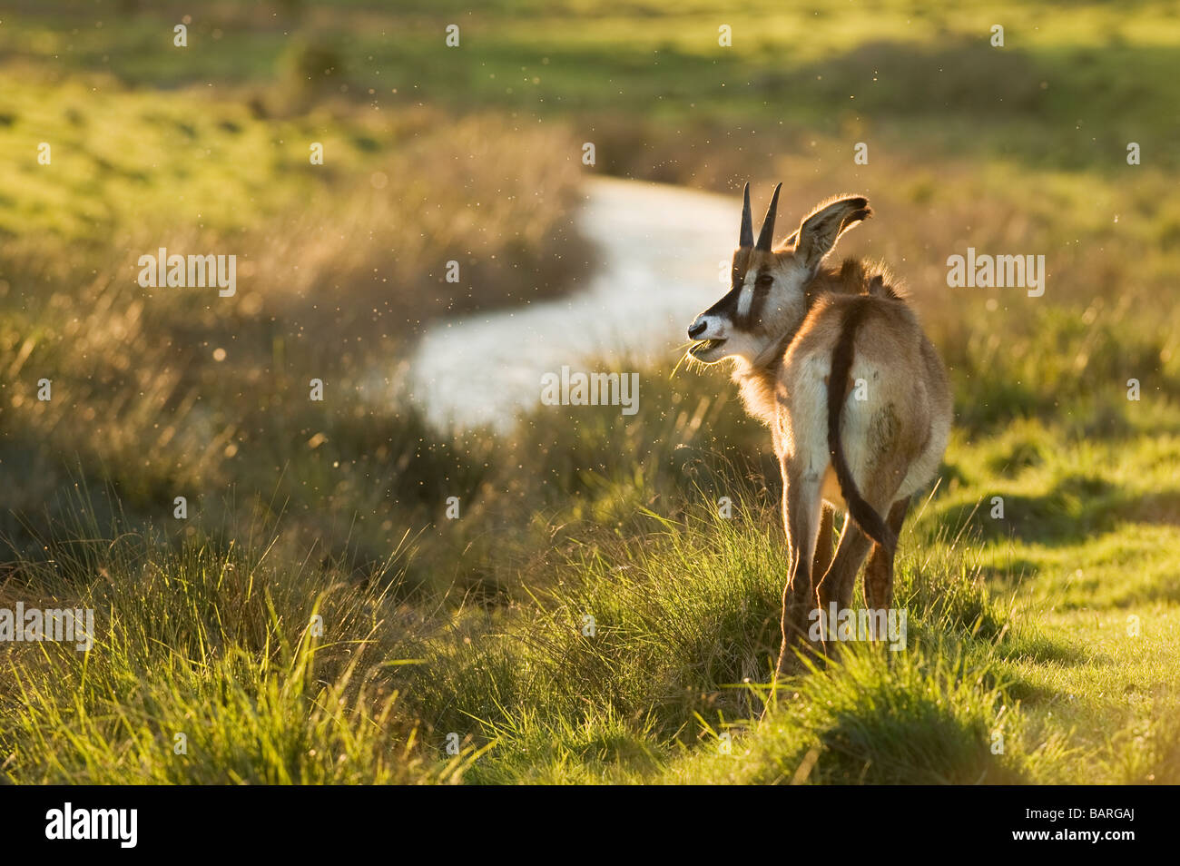 Roan antelope (Hippotragus equinus) captive, Port Lympne Wild Animal Park, UK Stock Photo