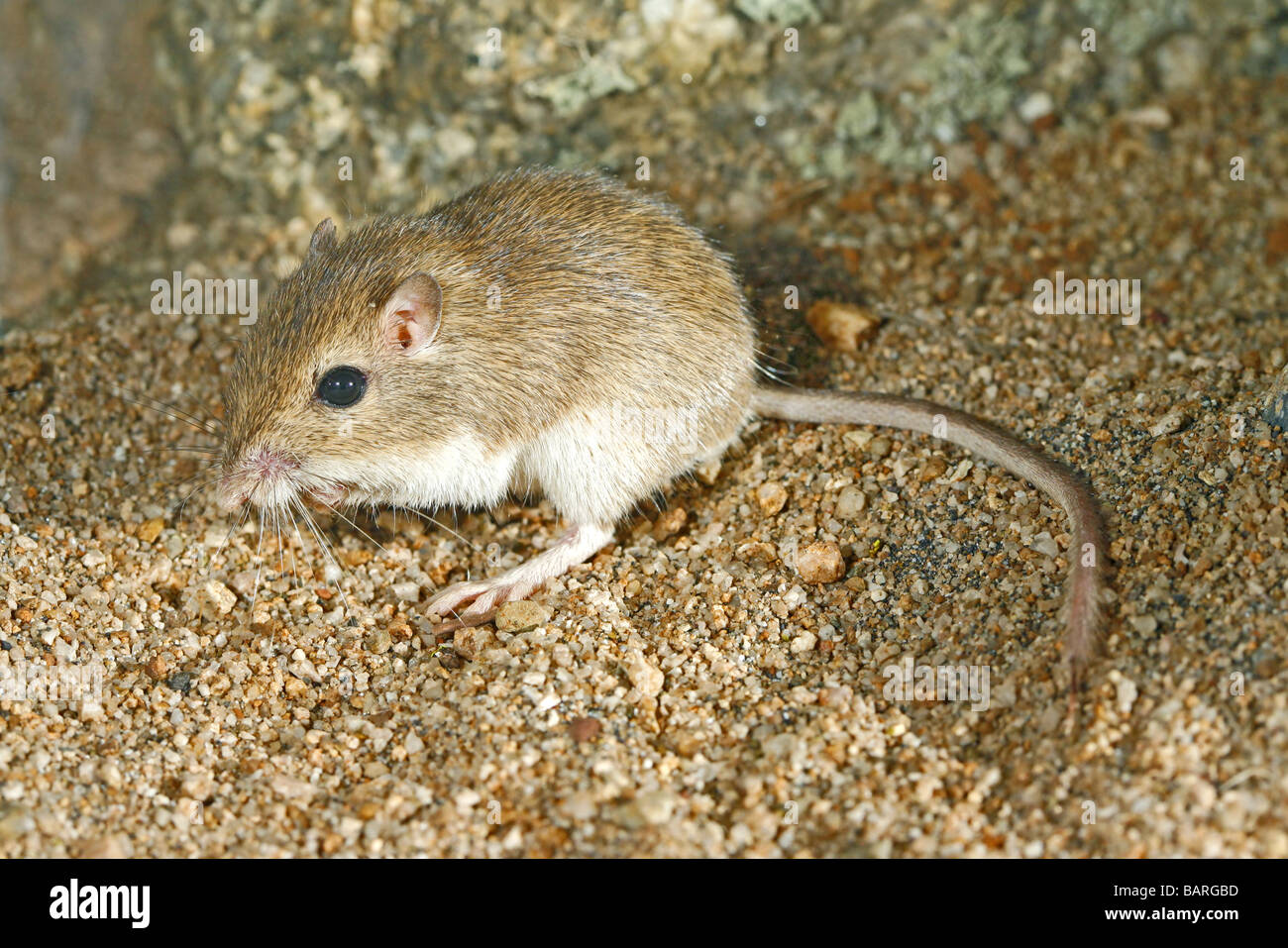 pocket mouse in desert