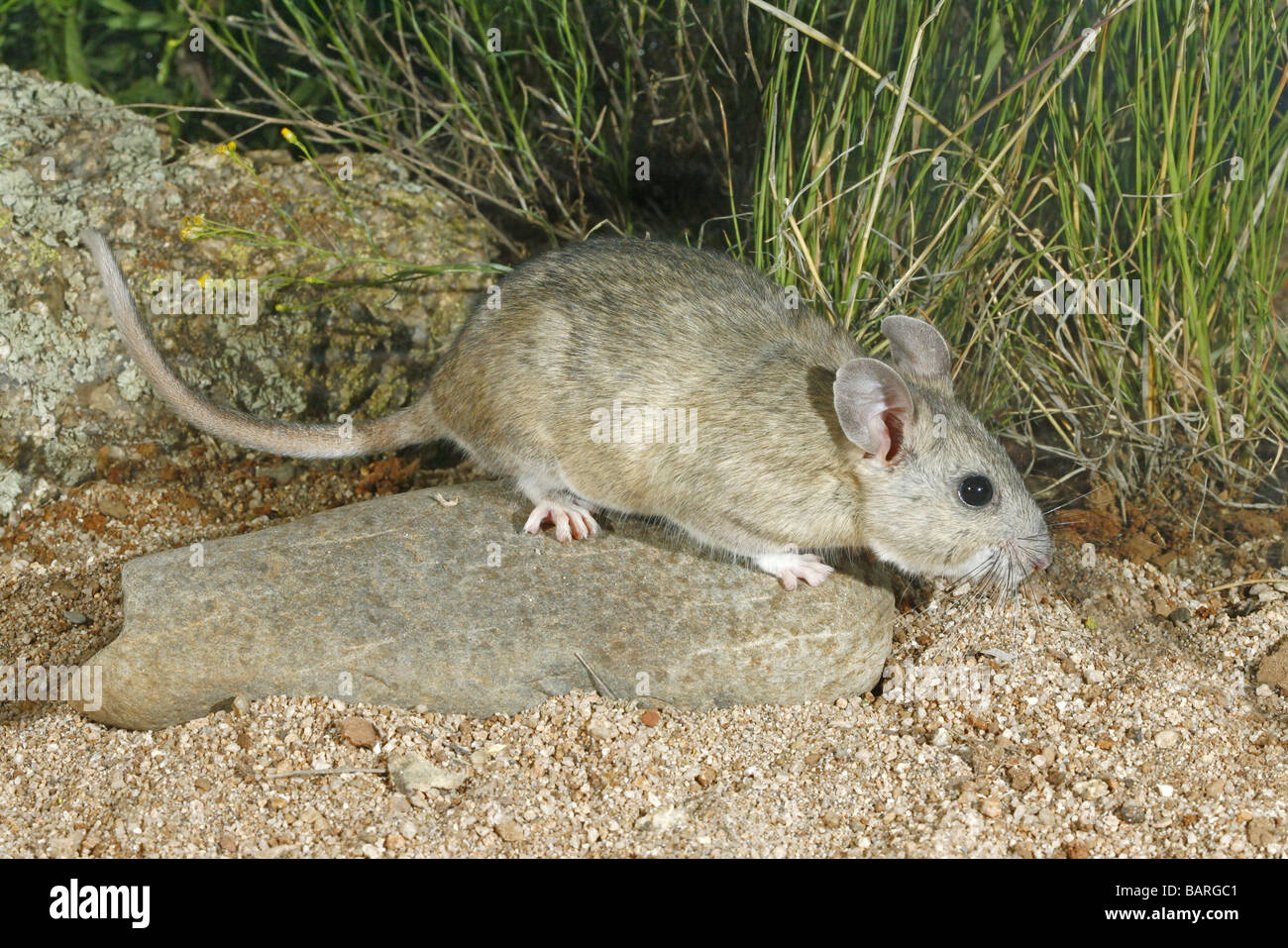 Young Western Whitethroated Woodrat searches for seeds on desert floor