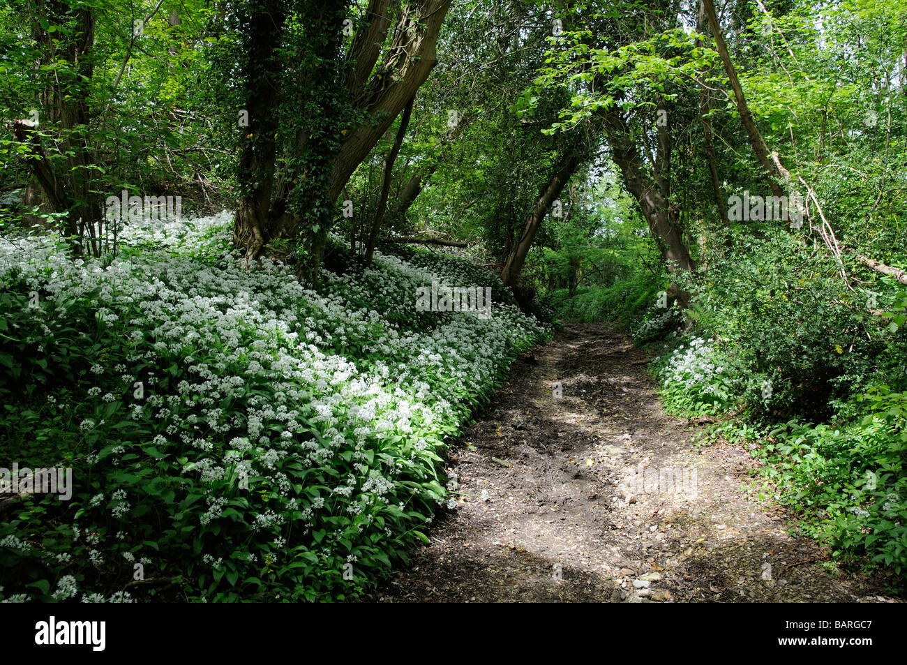 Wild Garlic plants in flower Allium Usrinum An english woodland setting