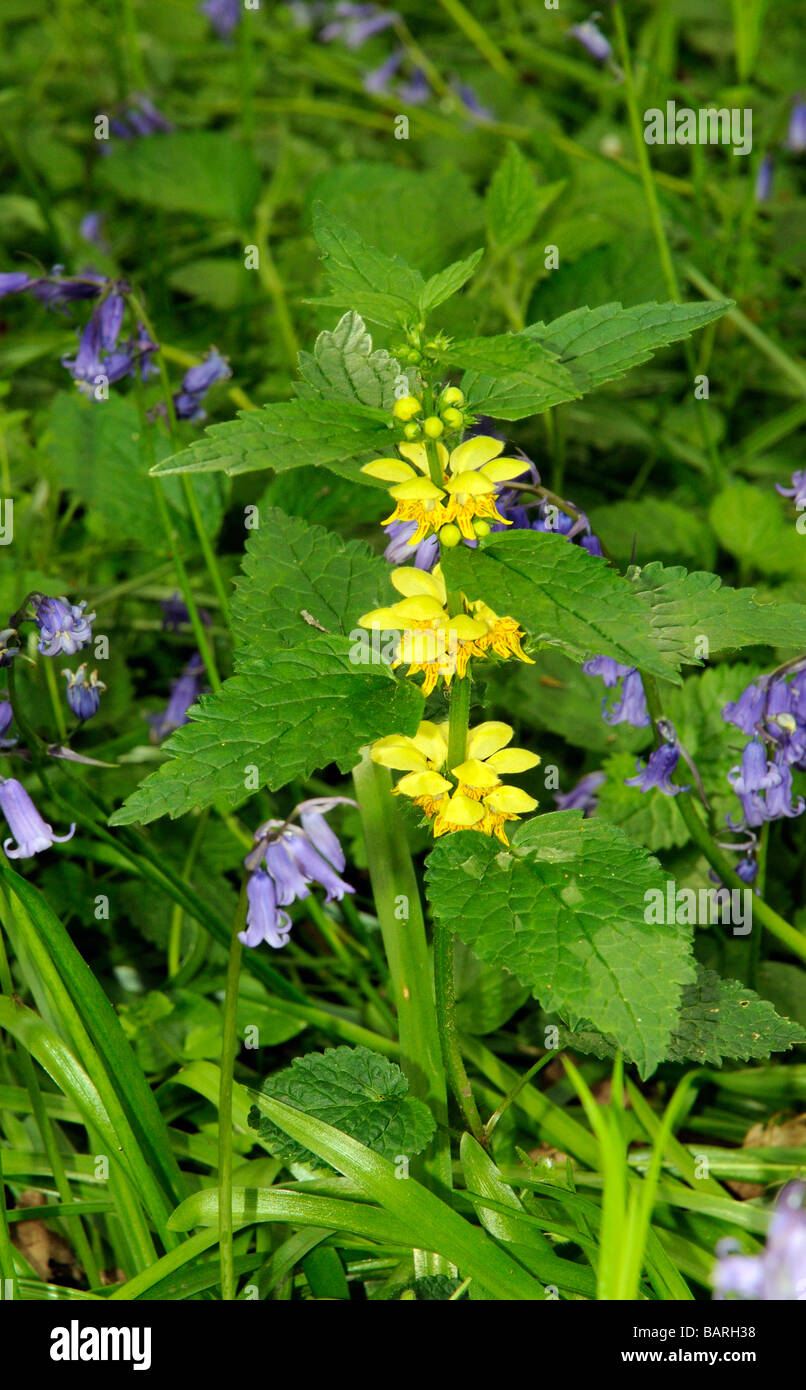 Yellow figwort  Scrophularia vernalis growing in a woodland southern England UK Stock Photo