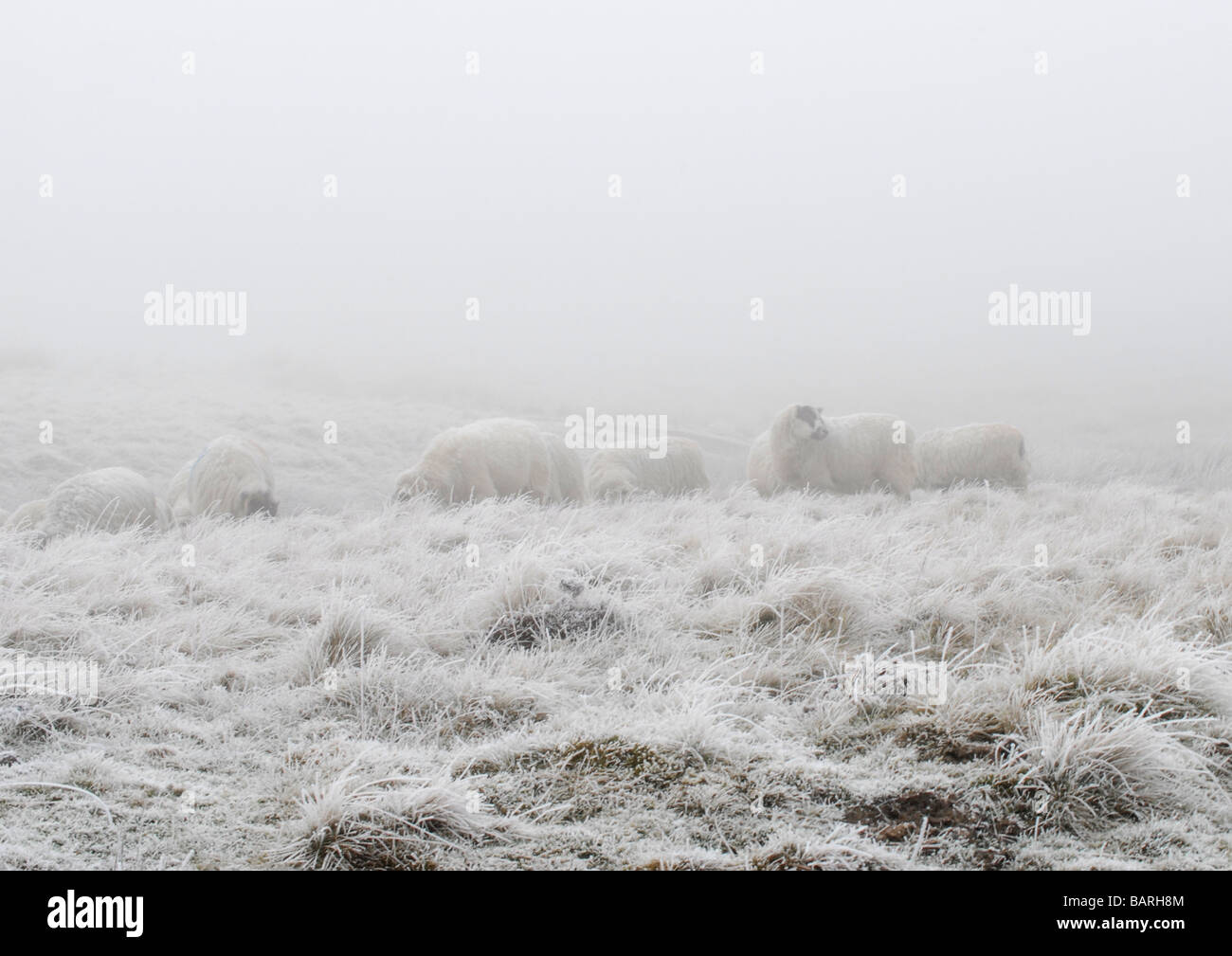 Sheep grazing on the moors in sub zero temperatures and mist Stock Photo