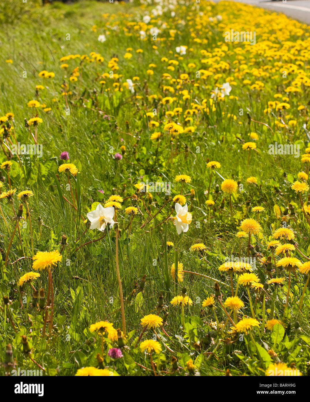 Dandelions Daffodils and UK road side litter Stock Photo Alamy