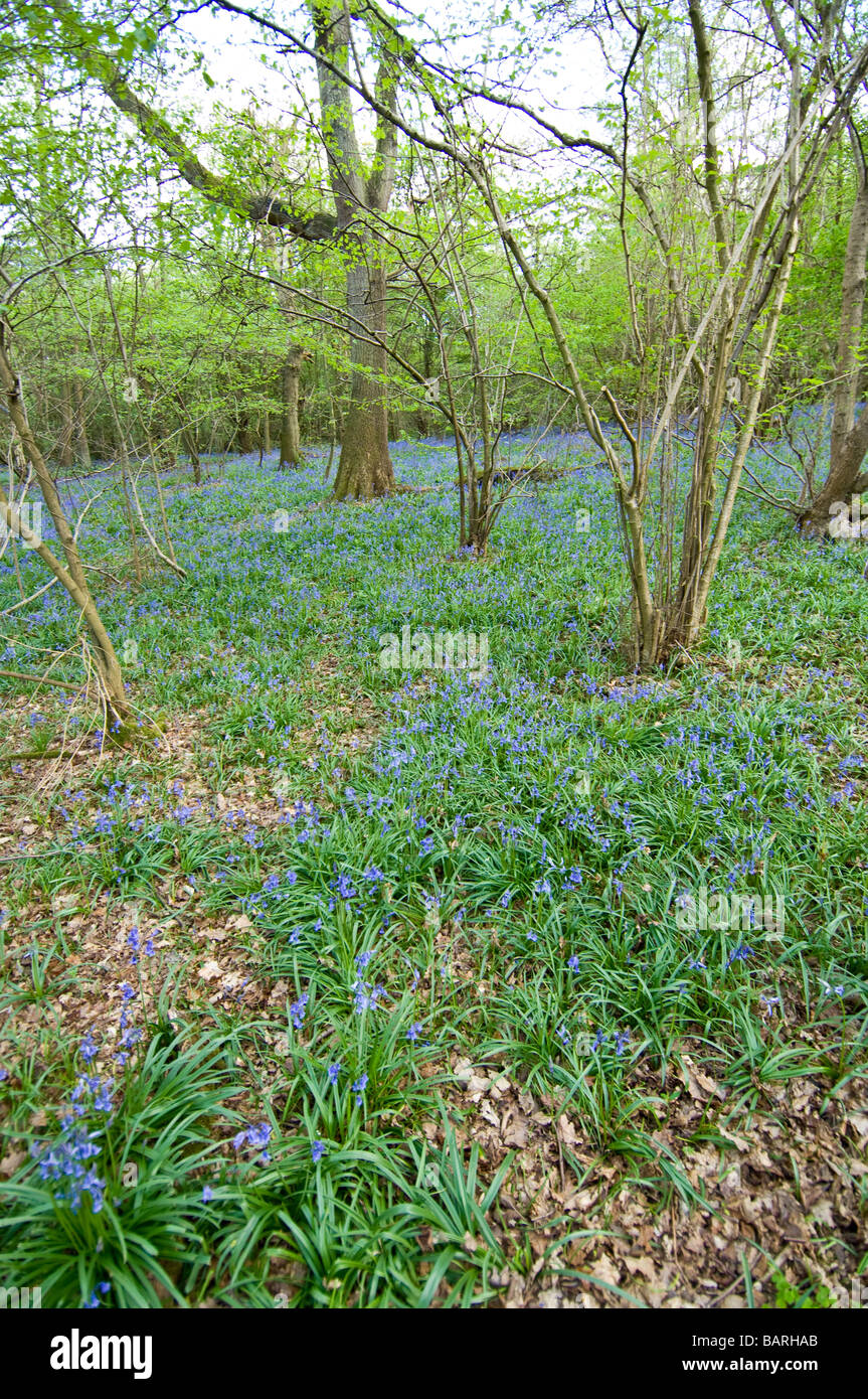 British wild flower the Bluebell providing ground cover in a wood in early spring. Stock Photo