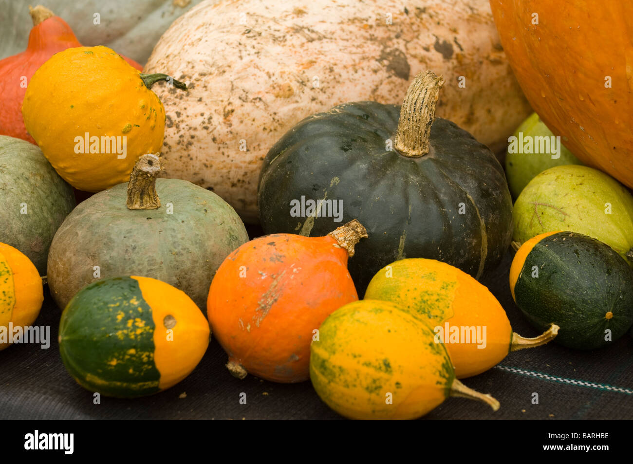 Colourful variety of pumpkins at street market stall Stock Photo - Alamy