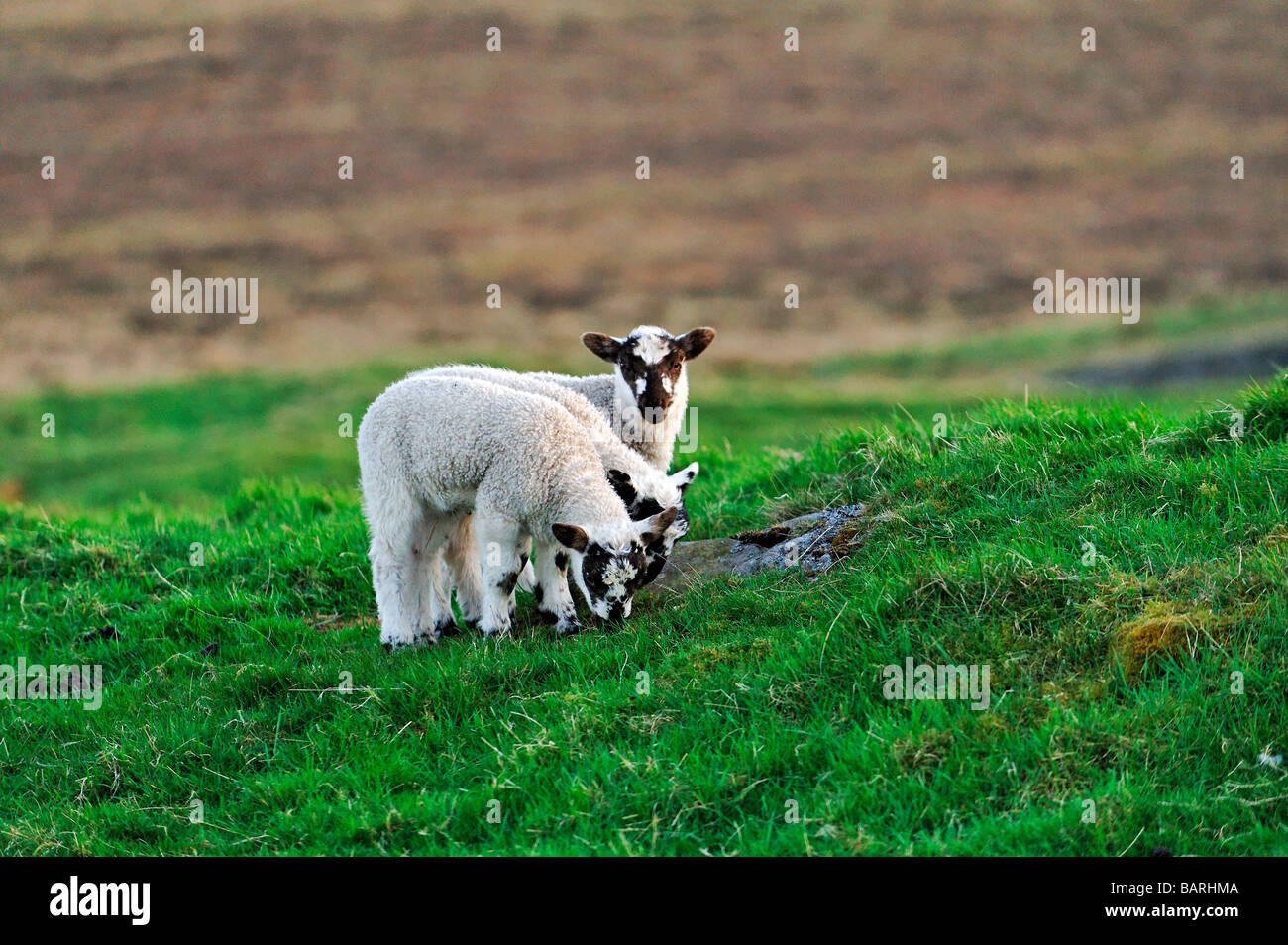 Spring farming and farming hi-res stock photography and images - Alamy