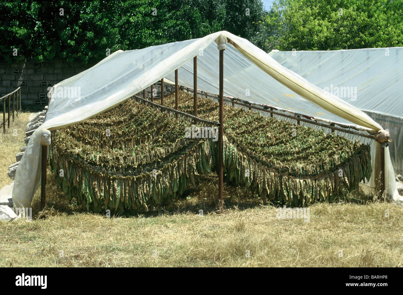TOBACCO PLANT LEAF DRYING IN THE HOT CLIMATE OF GREECE IN THE SUMMER Stock  Photo