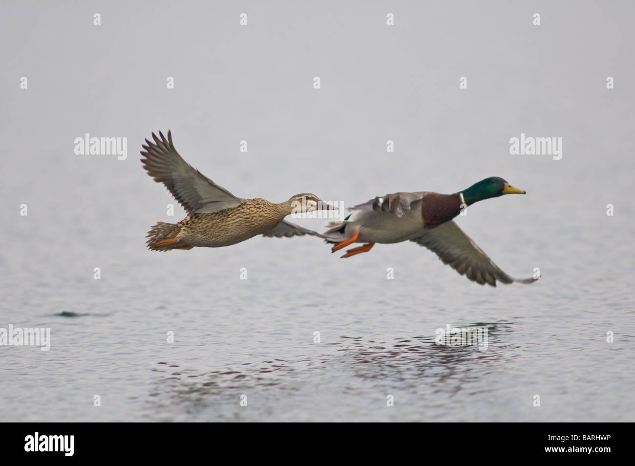 Male and female adult Mallard flying. Stock Photo