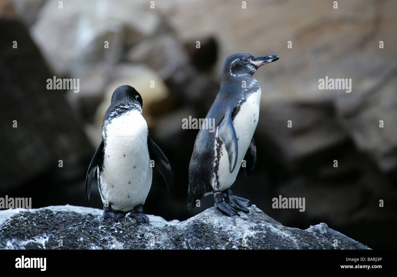 Galapagos Penguins, Spheniscus mendiculus, Punta Vicente Roca, Isabela (Albermarle) Island, Galapagos Islands, Ecuador Stock Photo