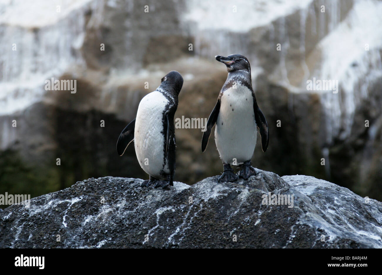 Galapagos Penguins, Spheniscus mendiculus, Punta Vicente Roca, Isabela (Albermarle) Island, Galapagos Islands, Ecuador Stock Photo