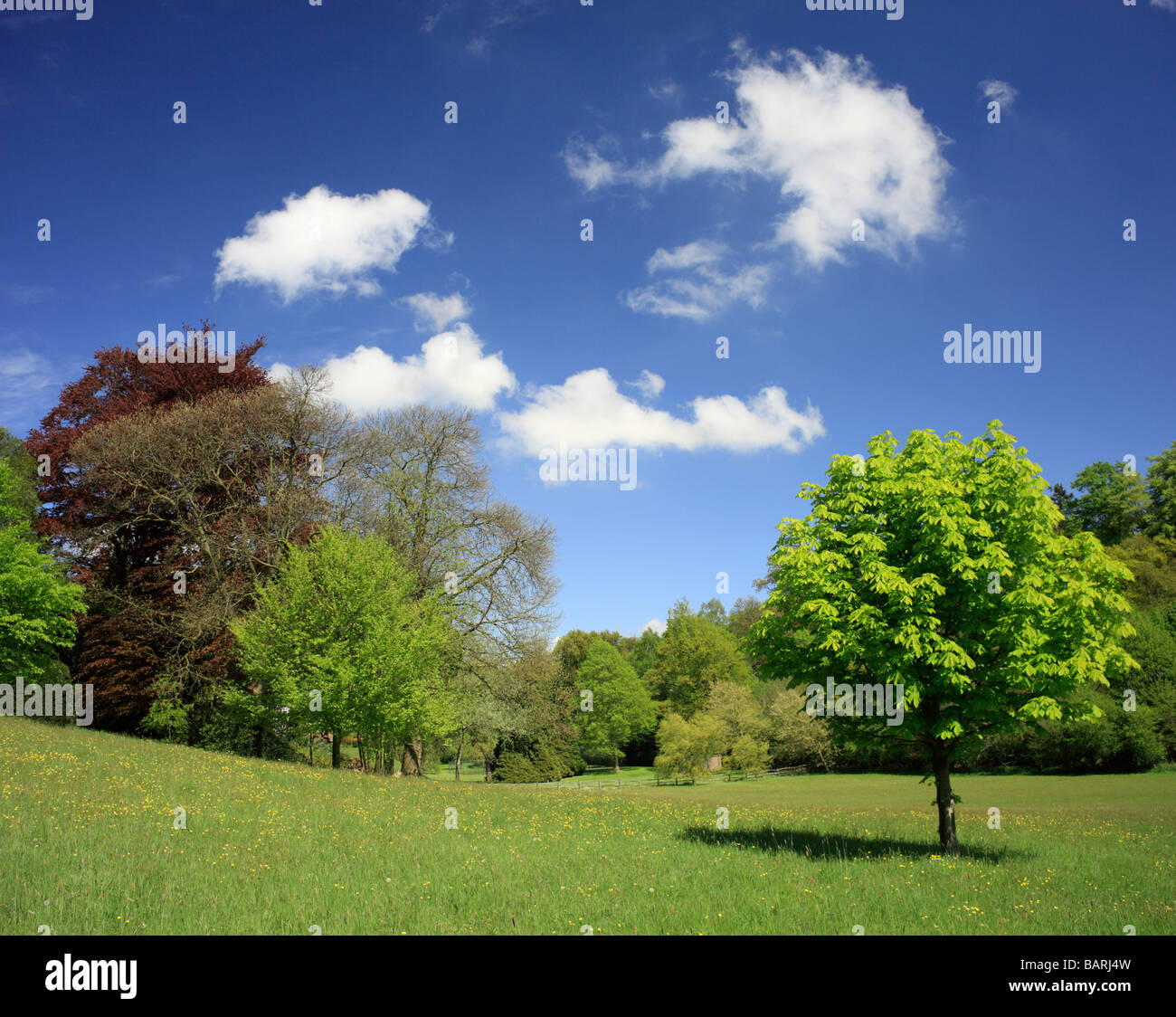 English landscape trees hi-res stock photography and images - Alamy