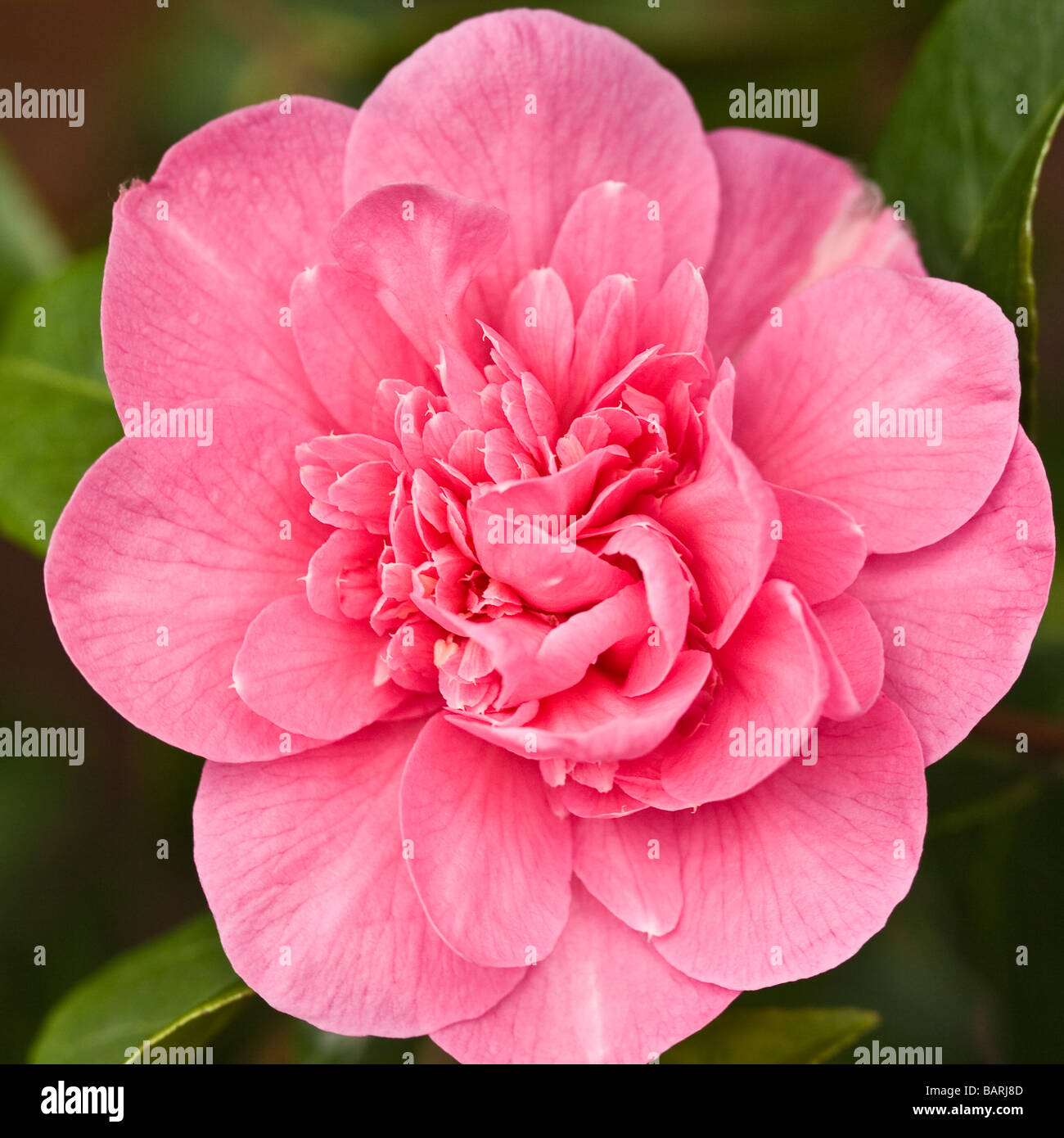 Pink Camelia flower Stock Photo
