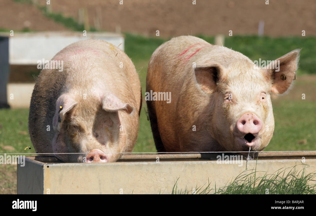 Two pigs drinking at a water trough Stock Photo Alamy