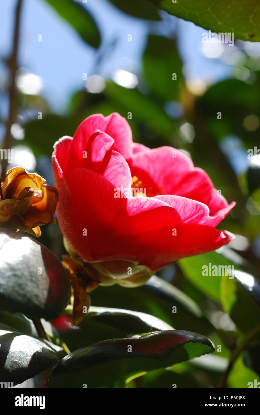Pink Camellia flower in sunlight Stock Photo
