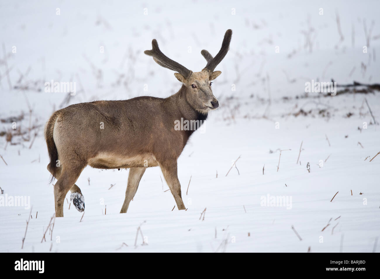 Pere David's Deer in the snow Stock Photo