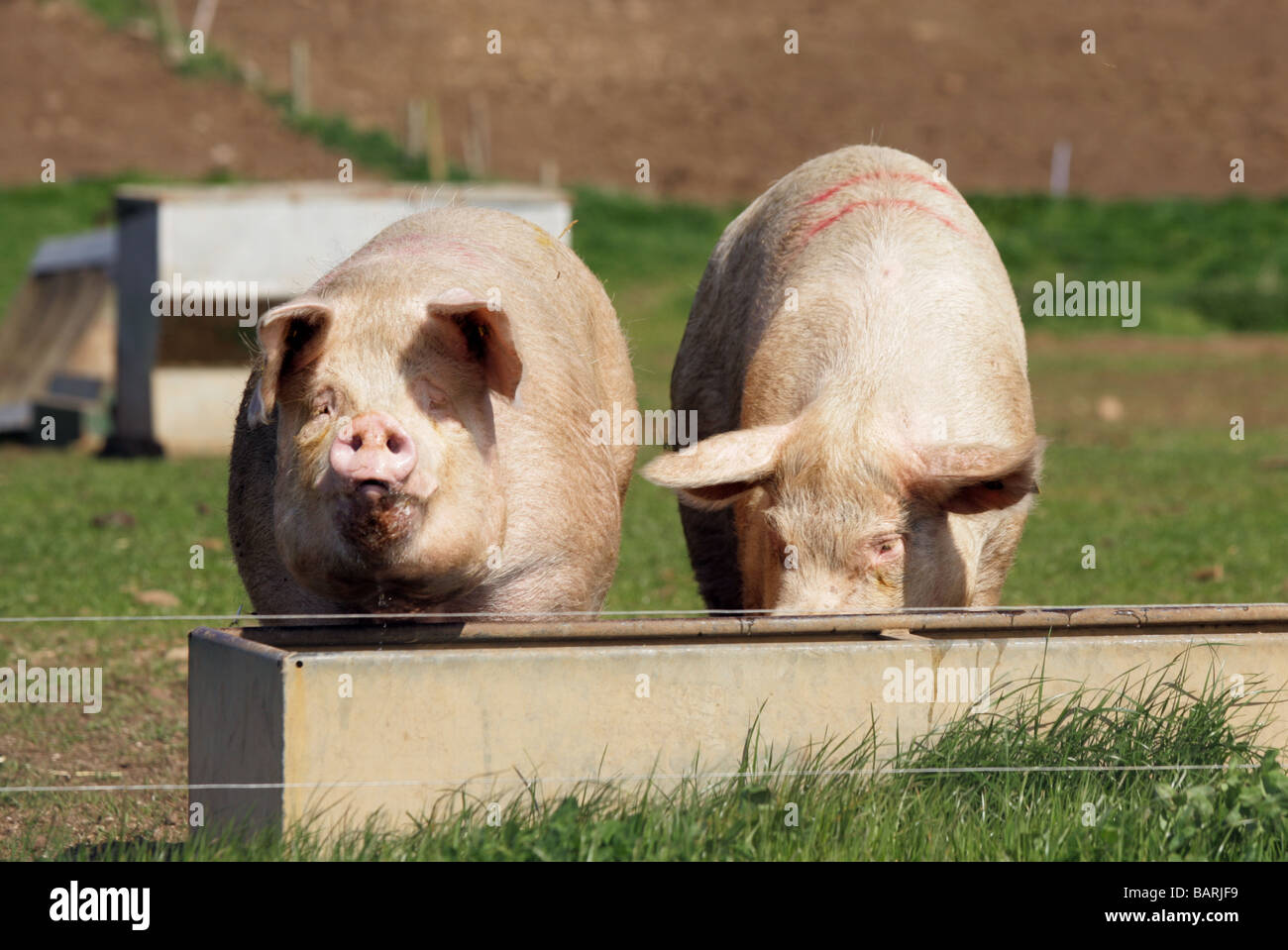 https://c8.alamy.com/comp/BARJF9/two-pigs-drinking-at-a-water-trough-BARJF9.jpg