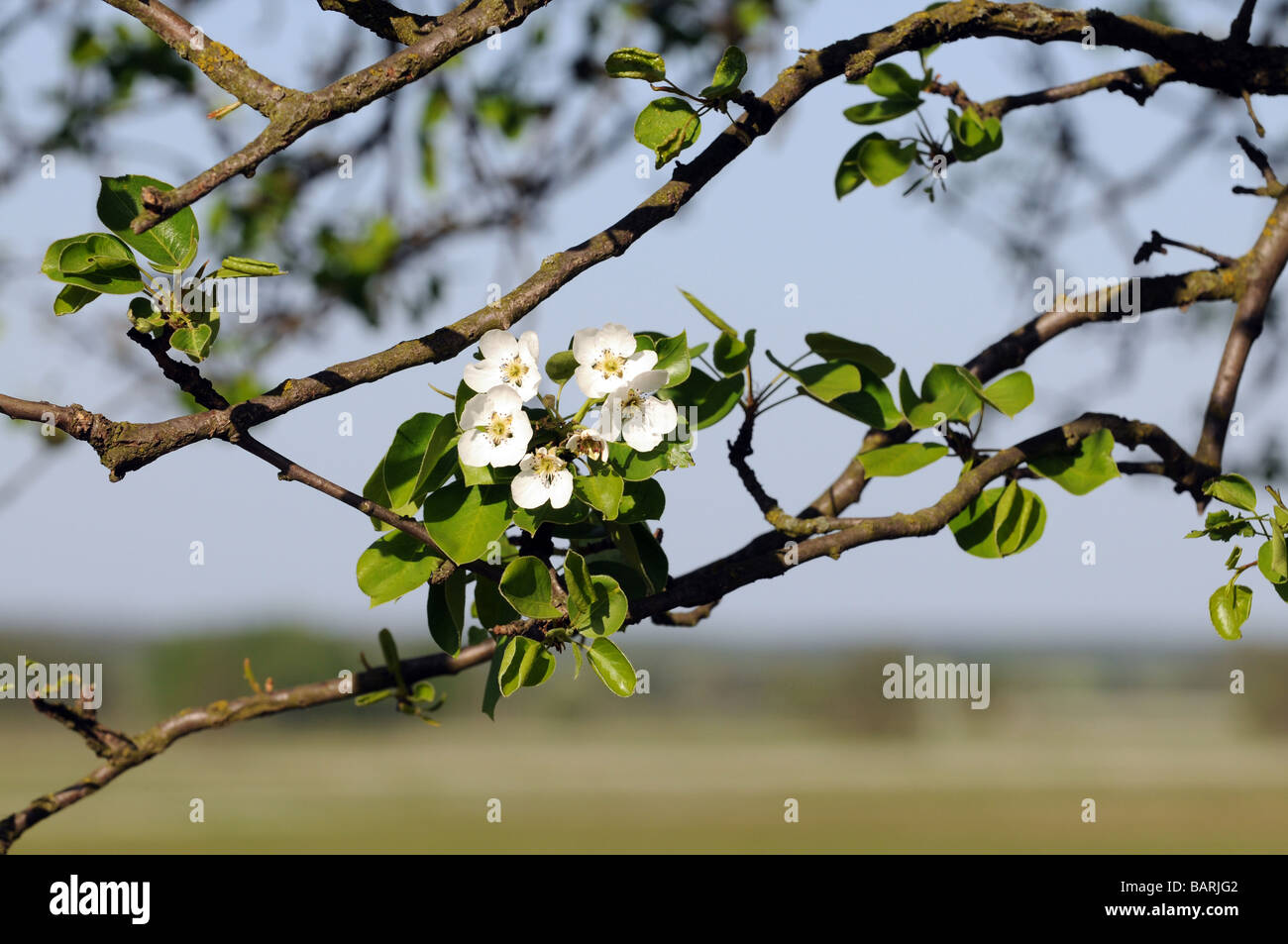 Apple tree leaves and flowers Stock Photo Alamy