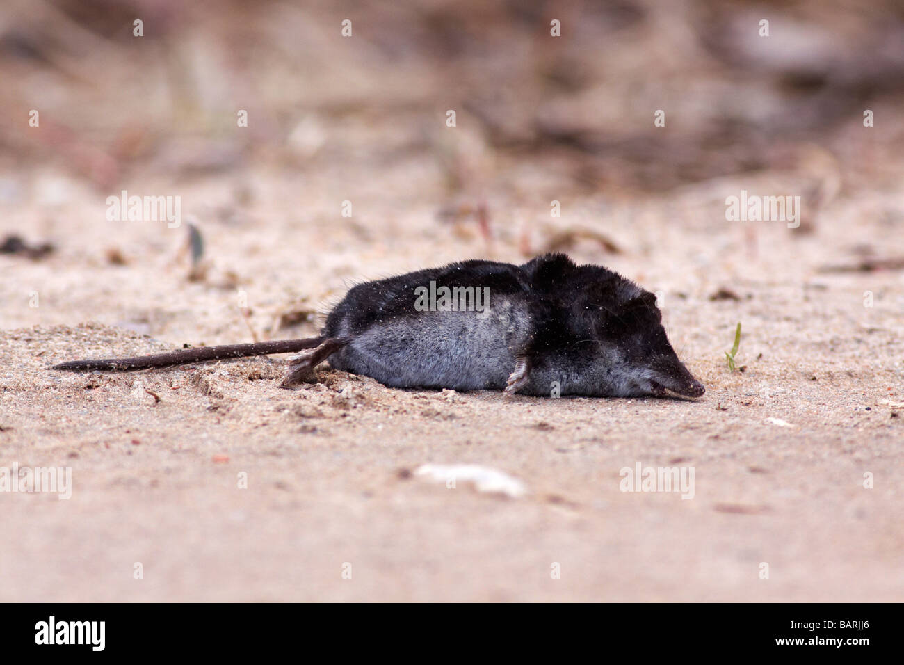 Dead shrew lying on road Stock Photo