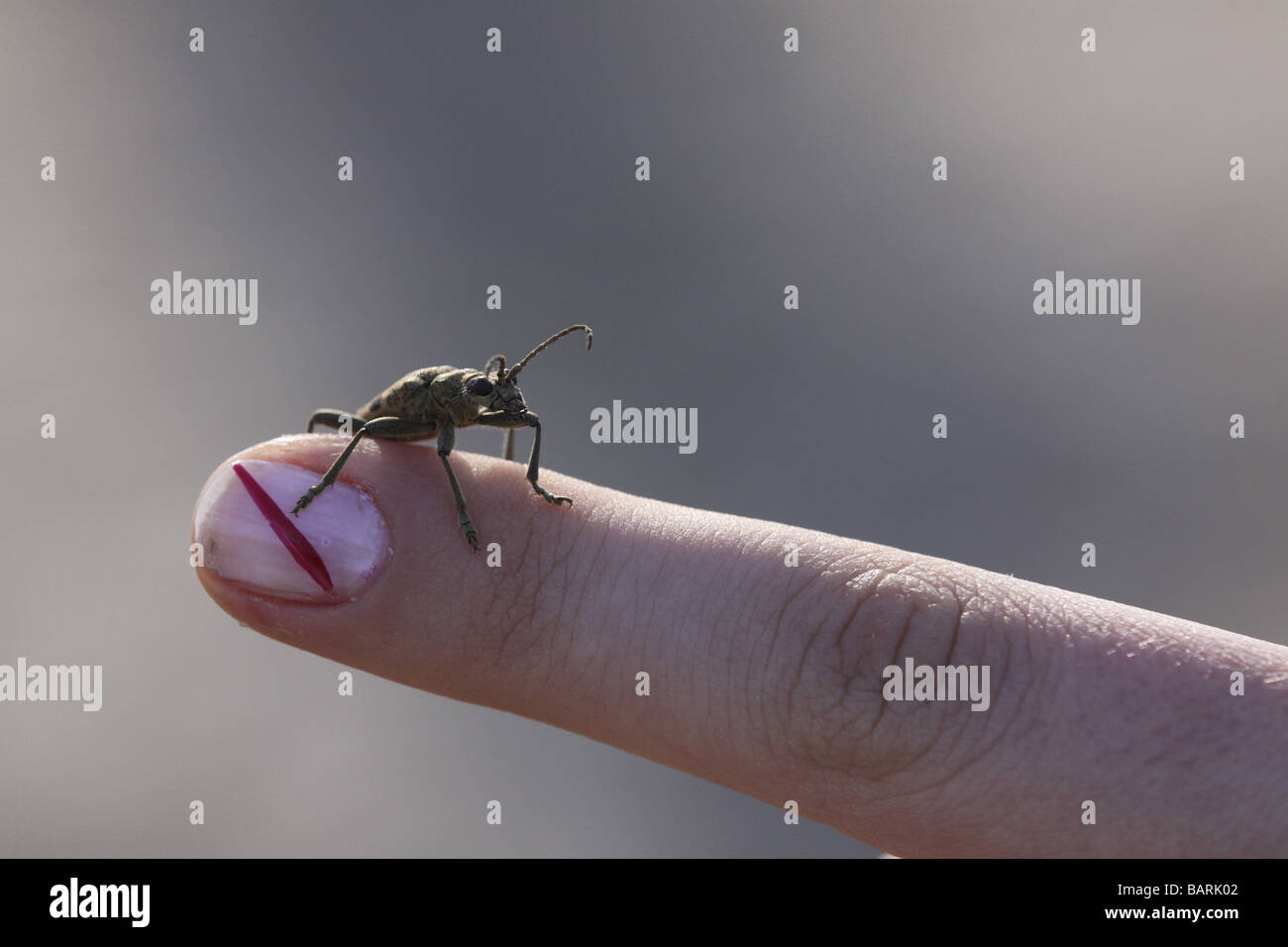 Long-horned beetle on the finger Stock Photo