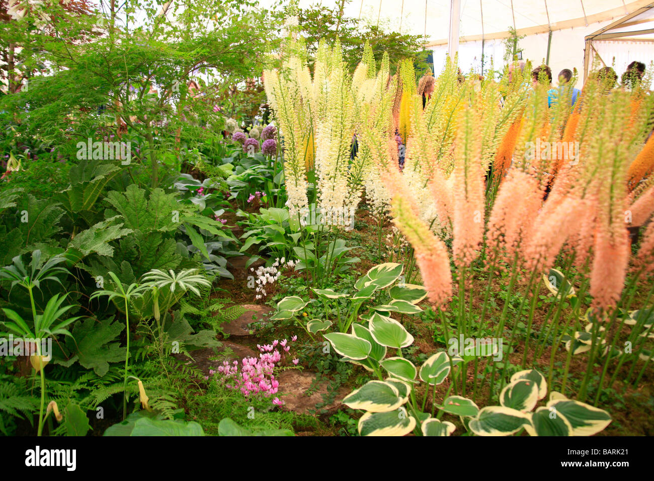 Multi coloured Fox tail lilies in show ground marquee Stock Photo