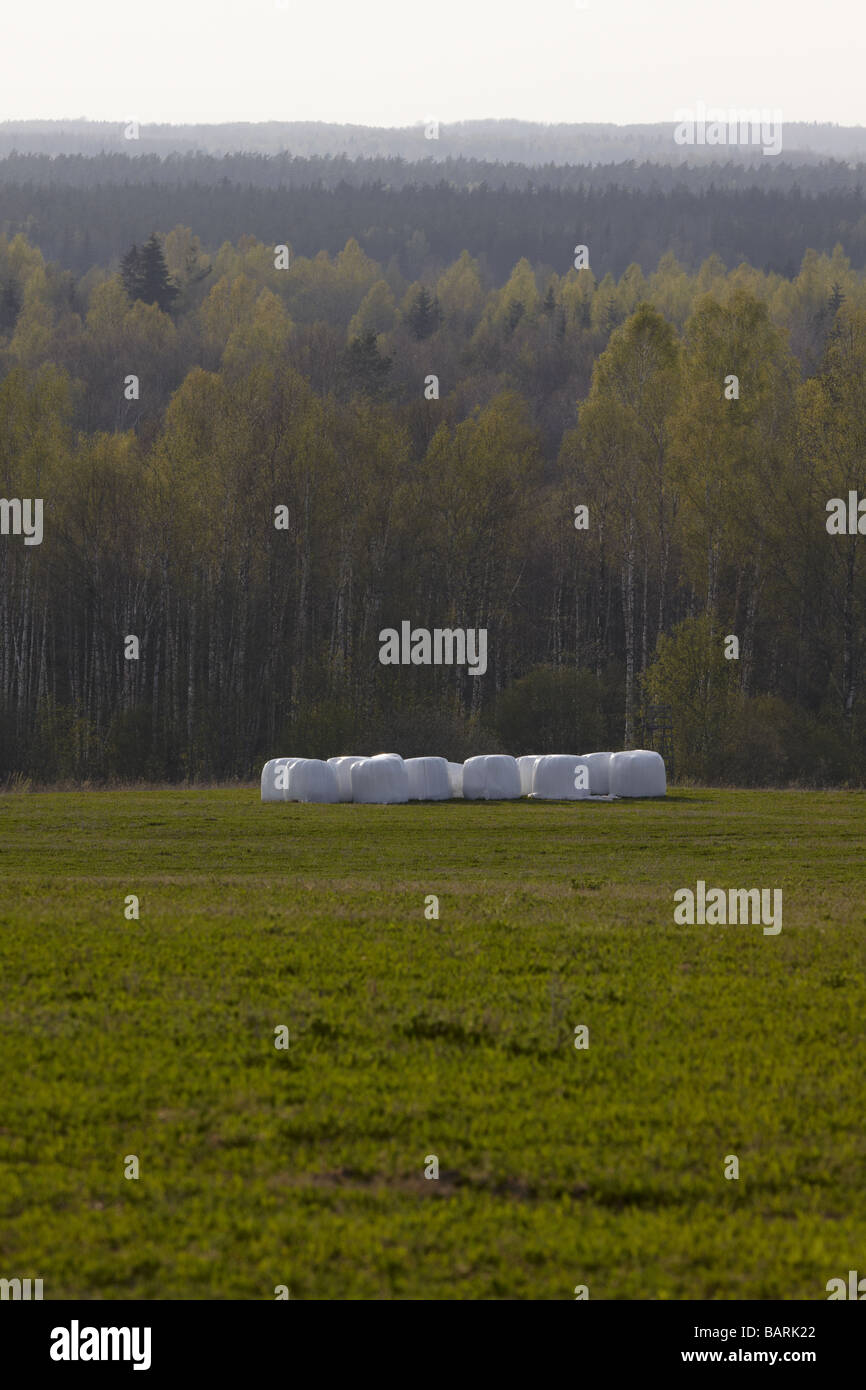 Agricultural landscape with baled sileage and background forest Stock Photo