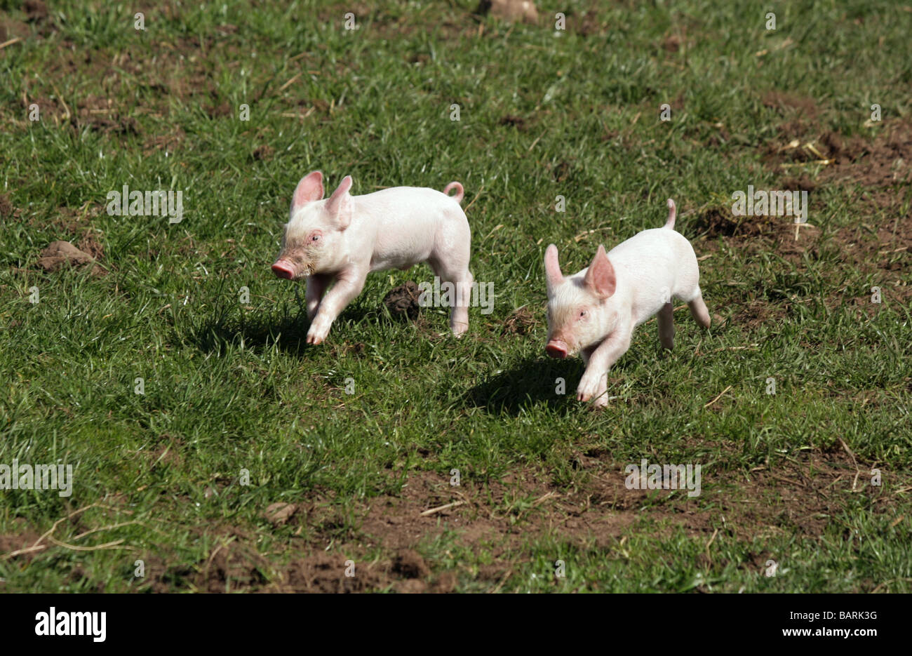 Very young piglets running outside on grass Stock Photo