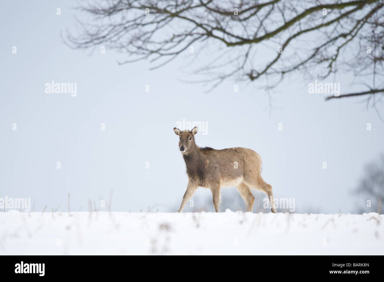 Pere David's Deer in the snow Stock Photo