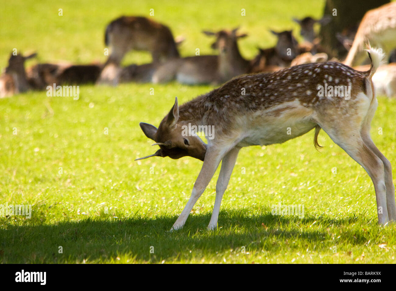 Young Stag in front of herd of deer Stock Photo