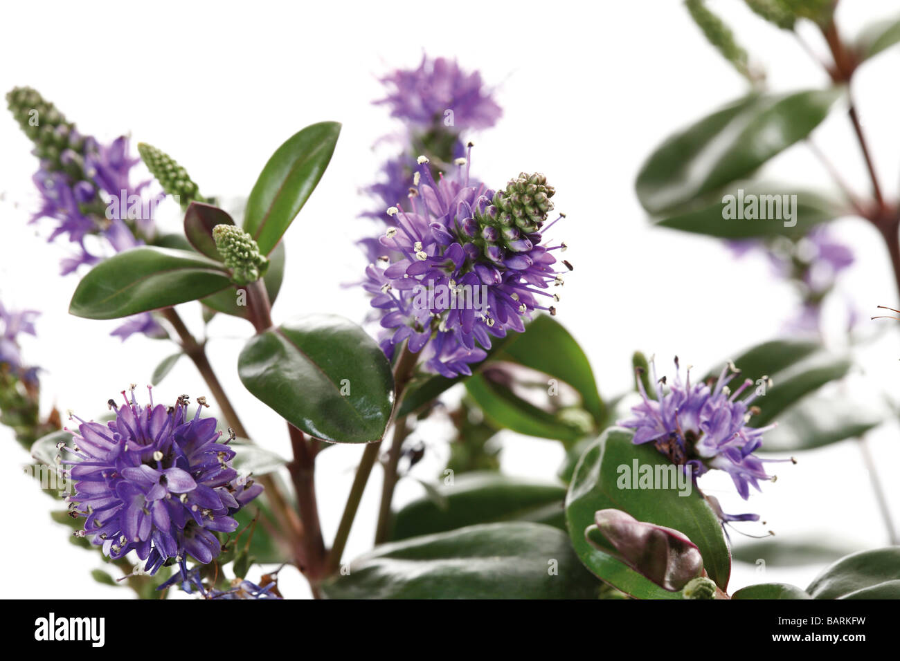 Hebe plant abloom, close-up Stock Photo