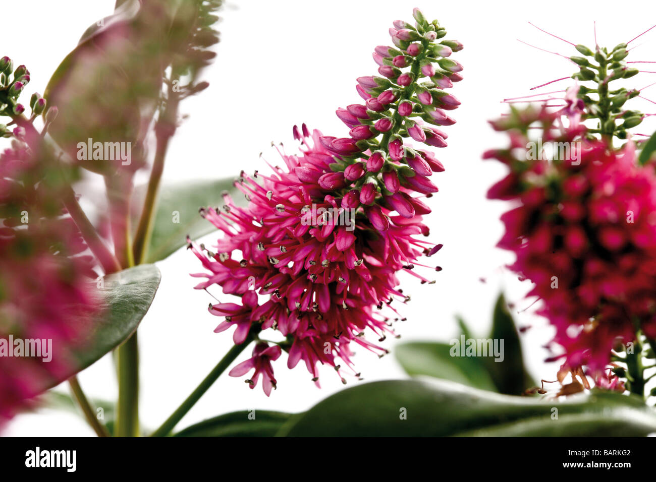 Hebe plant in blossom, close-up Stock Photo