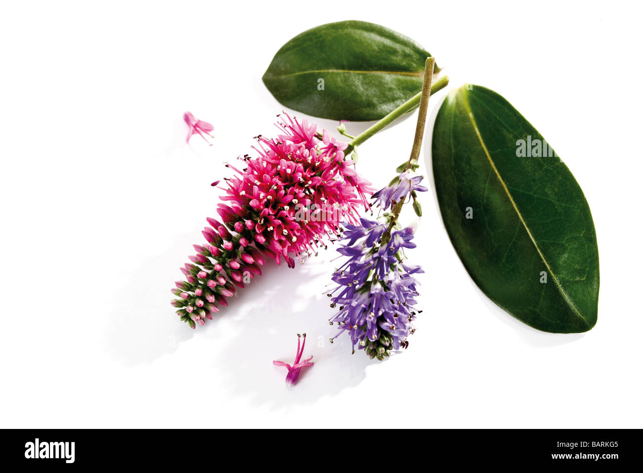 Hebe plant in blossom, elevated view Stock Photo