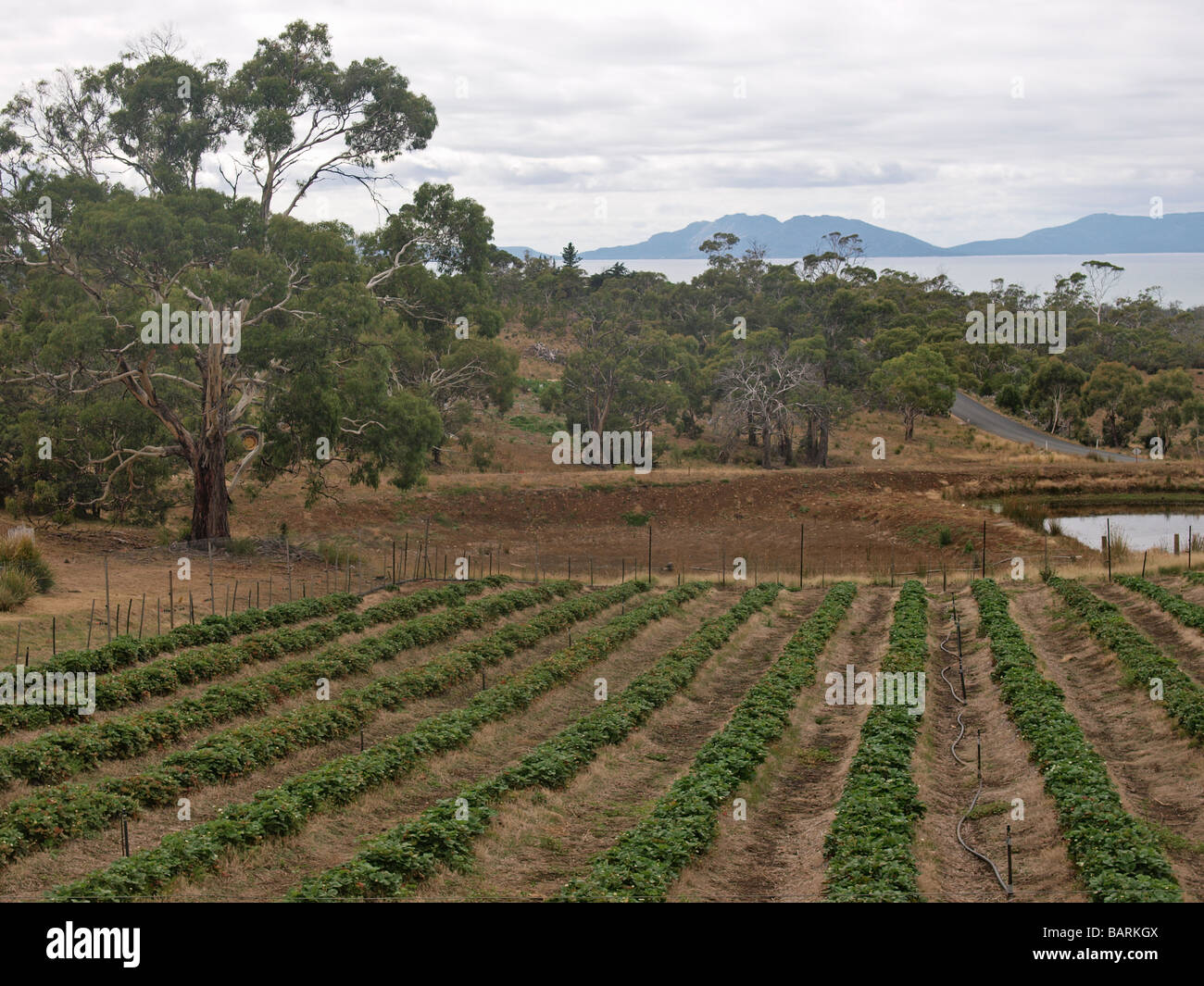 STRAWBERRY PLANTS IN ROWS IN FIELDS AT KATES BERRY FARM TASMANIA AUSTRALIA Stock Photo Alamy