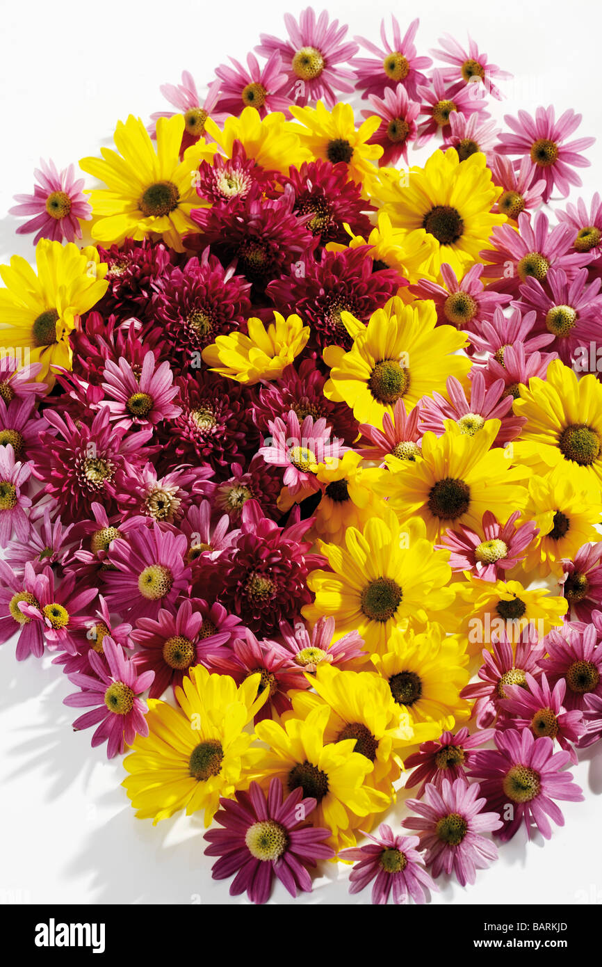 Bunch of Chrysanthemum flowers (Chrysanthemum indicum), elevated view